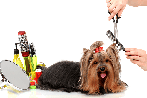 Établissement de Toilettage & Pension pour Animaux 1 Établissement de Toilettage & Pension pour Animaux 1
