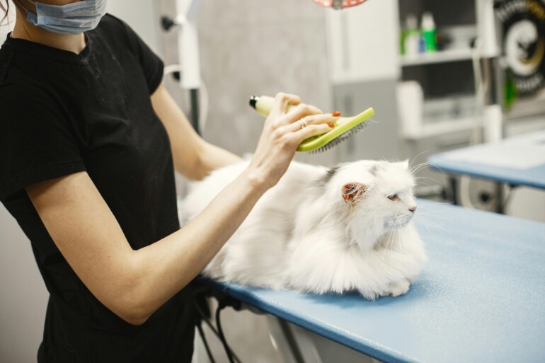 Salon de toilettage pour animaux établi – Entreprise clé en main dans une forte demande 1