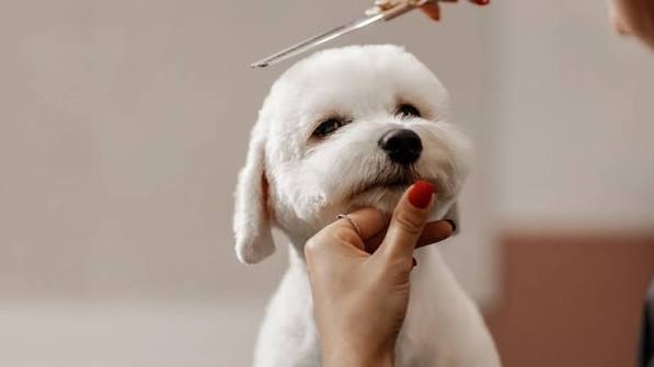 Toilettage Pour Animaux De Compagnie Service Complet Et Libre-Service 1