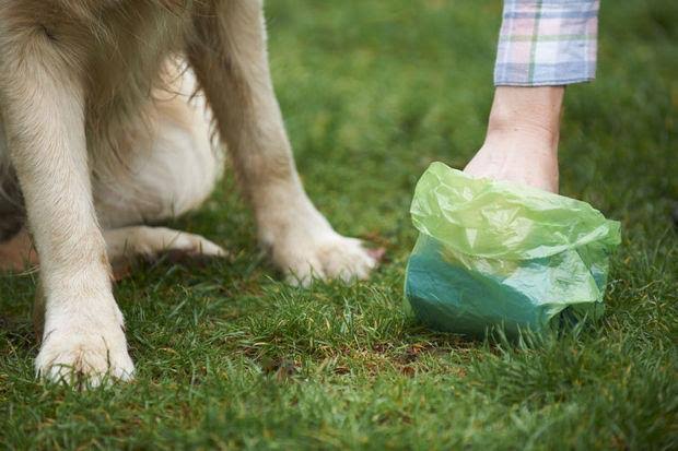 Entreprise Incroyable De Gestion Des Déchets D'Animaux De Compagnie Dans L'Ouest Du Michigan 1