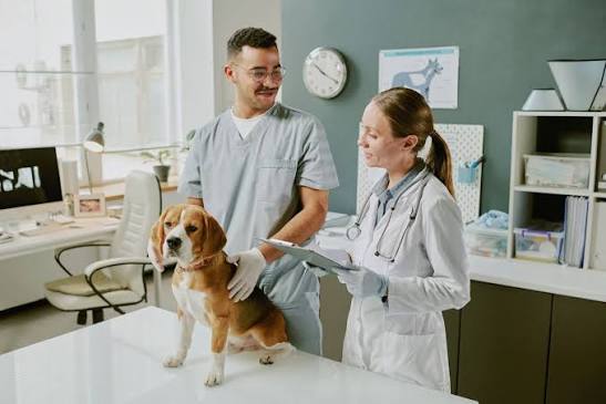 Clinique vétérinaire pour petits animaux – Fondée il y a plus de 40 ans 1 Clinique vétérinaire pour petits animaux – Fondée il y a plus de 40 ans 1