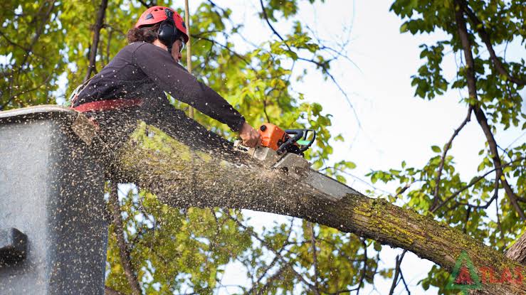Entreprise De Services D'Entretien Des Arbres Dans Le Nord Du MN À Vendre 1