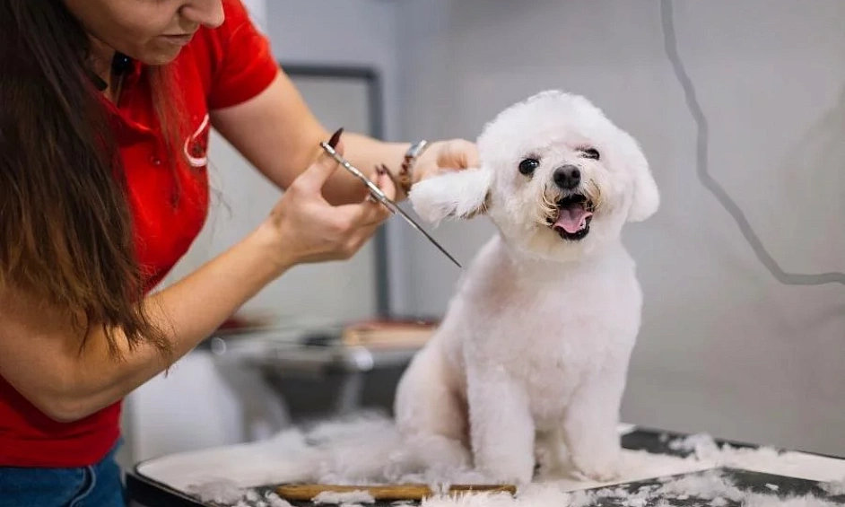 Toiletteurs pour animaux 1