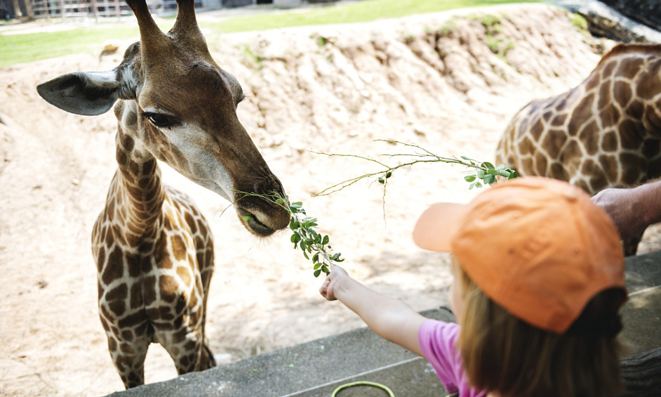 New High-tech Hologram Zoo Entertainment - Global Opportunity For Sale 1