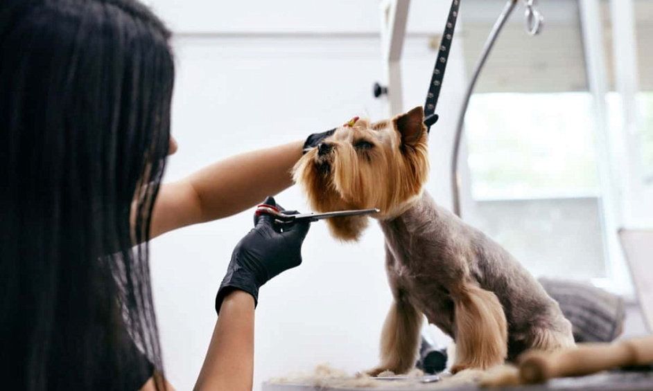 Entreprise Florissante De Toilettage Pour Animaux Avec Une Clientèle Fidèle 1