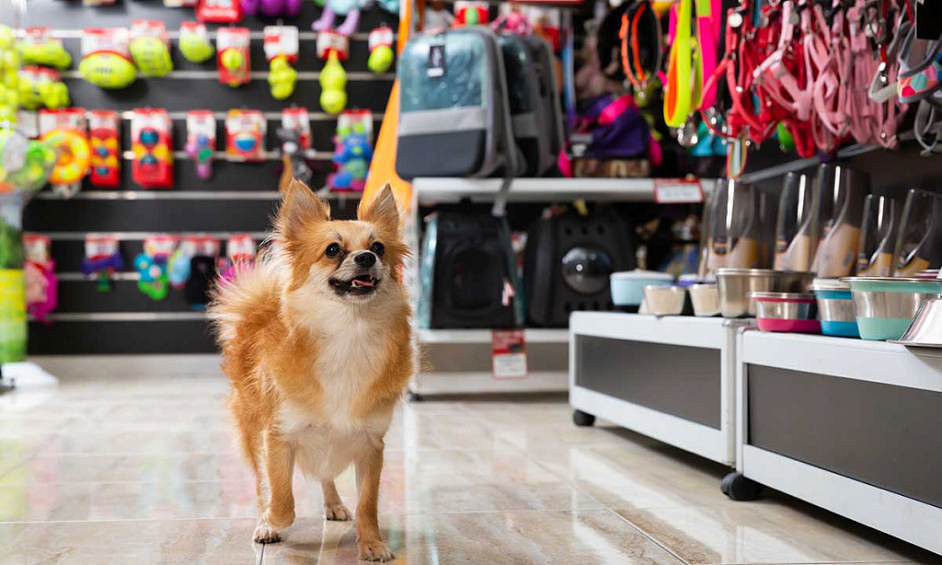 Animalerie avec un bénéfice net de plus de 340 000 $, financement disponible 1 Animalerie avec un bénéfice net de plus de 340 000 $, financement disponible 1