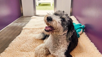 Vente Chenils pour animaux for sale in Shepherdsville 227258