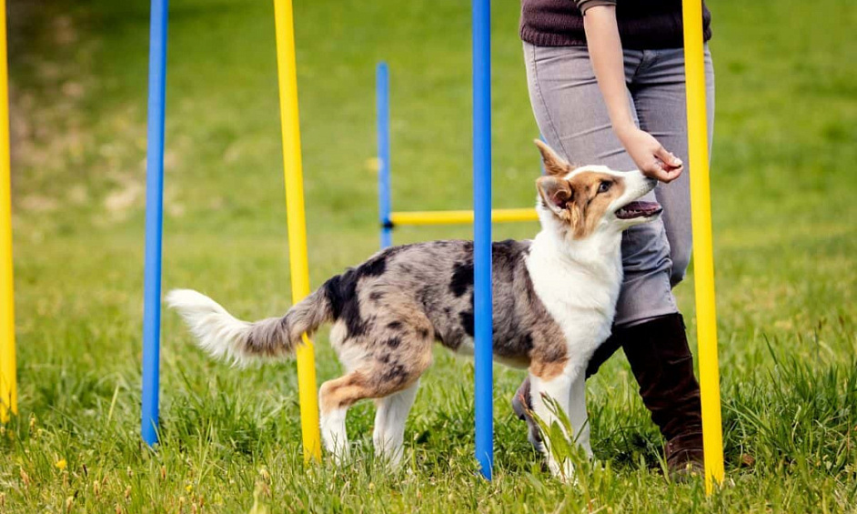 Entreprise de formation canine à forte marge, potentiel d'expansion à grande échelle 1