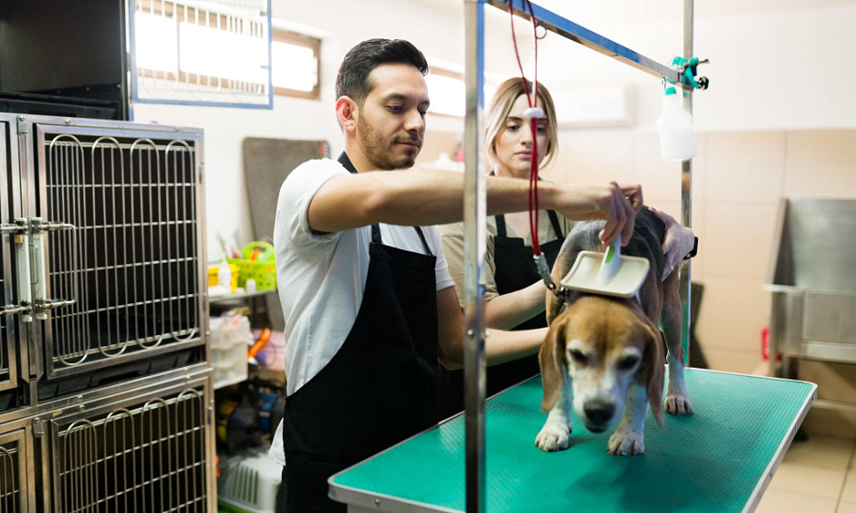 Opportunité Rentable De Toilettage Pour Animaux De Compagnie Près De Burbank À Vendre 1