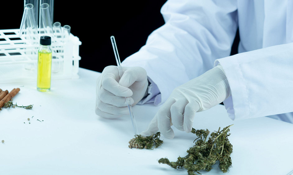 Cannabis Dispensaire Médical et Fabricant,Distributeur dans le Maine 1