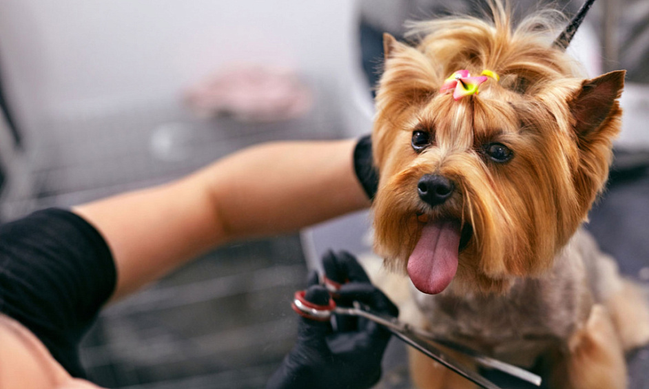Toilettage Mobile Haut De Gamme Pour Animaux De Compagnie 1