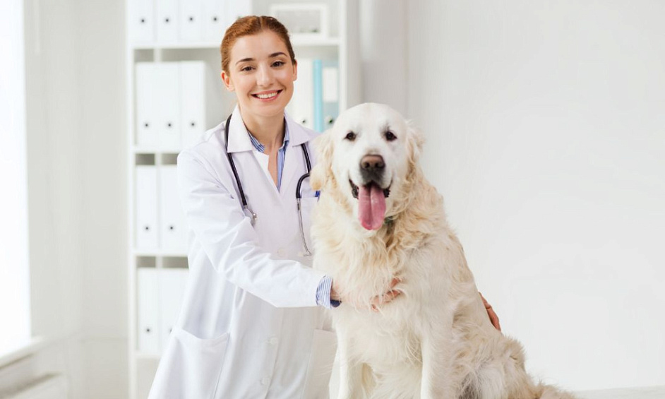 Unique Small Town Vet Clinic For Sale 1 Unique Small Town Vet Clinic For Sale 1
