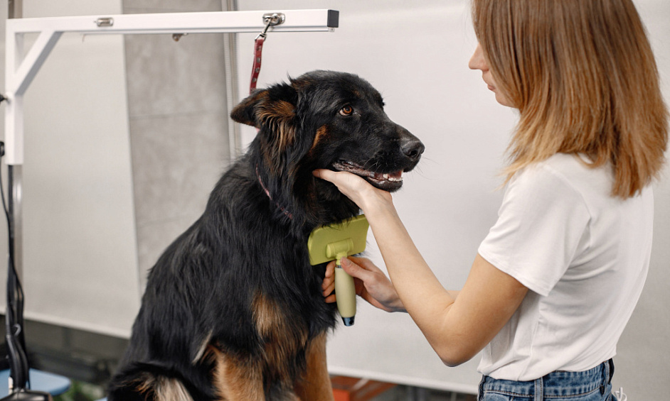 Salon de toilettage pour animaux AVEC $420K de ventes | Clé en main à vendre 1