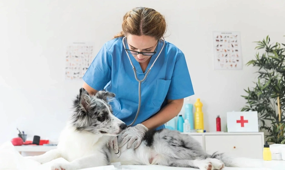 Entreprise De Services Pour Animaux Rentable Et Établie Avec Revenus Récurrents Longmont 1 Entreprise De Services Pour Animaux Rentable Et Établie Avec Revenus Récurrents Longmont 1