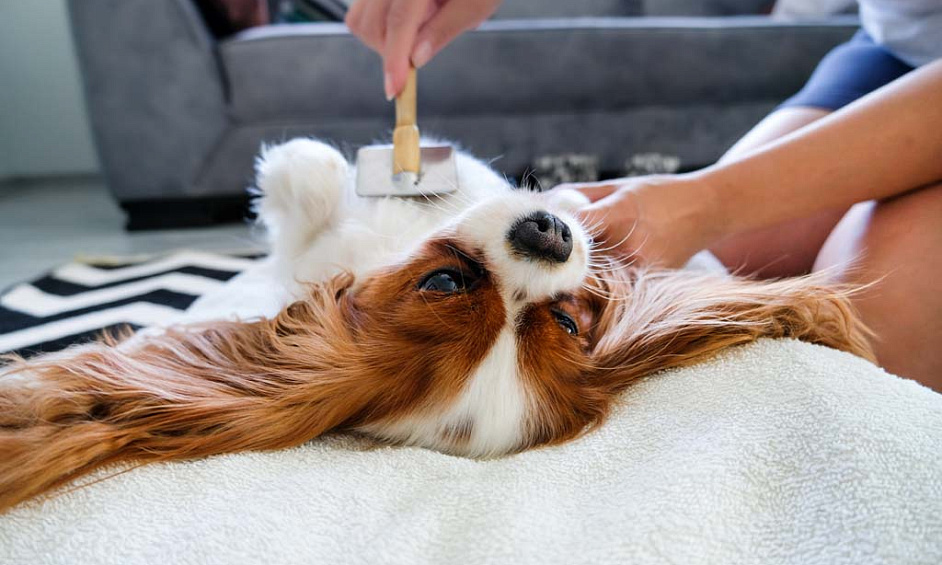 Entreprise de soins pour animaux + Résidence | Opportunité exceptionnelle de vivre/travailler 1 Entreprise de soins pour animaux + Résidence | Opportunité exceptionnelle de vivre/travailler 1