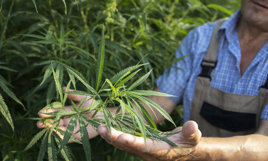 Marque De Fabrication & Distribution De Cannabis– Leader Du Marché Multi-Catégories À Los Angeles À Vendre 1